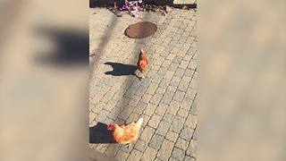 Hilarious Woman Afraid Of Chickens