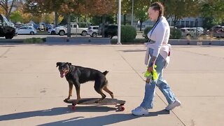 Rottweiler Loves His Longboard | Skateboarding Dog | IrnieracingNews