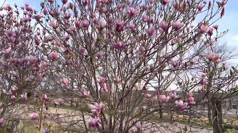 Beautiful Flowers of Spring