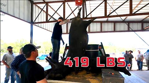 GIANT!!! 419 Pound Hog Weighed!
