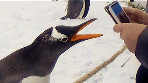 Naughty penguin bites trainer and runs away