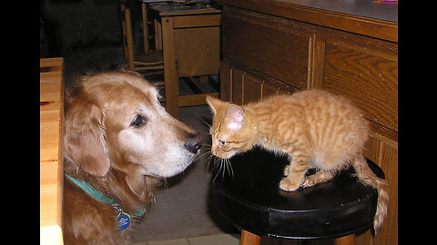 "Unlikely Friendship: Astonishing Cat and Dog Duo - Heartwarming Bond"