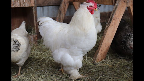 Saying Goodnight ~ Our Nightly Barn Walkthrough!