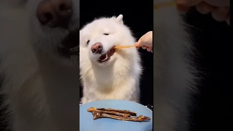 ASMR MUKBANG｜Cute Dog Eating Beef Brisket