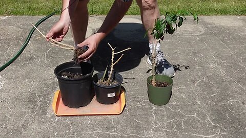 Overwintering pepper update