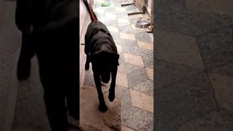 dog barking because of reletive visited today | #shorts