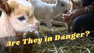Are These Baby Goats In Danger?
