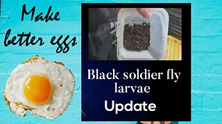 Black soldier fly larvae update on how our first attempt at rasing them is going