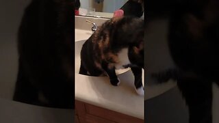 Cat, too fat for her sink, too fat for her sink #cat #fatcats
