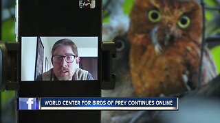 World Center for Birds of Prey moves to online demonstrations