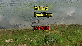 Mallard Ducklings In 5 Scenes