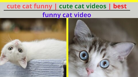 cute cat funny | cute cat videos | best funny cat video | funny cat pets 2022
