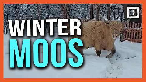 Winter Moos Got You Down?! Cows React to Vermont Snows