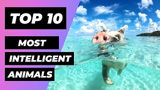 TOP 10 Most INTELLIGENT Animals in the World | 1 Minute Animals