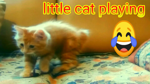 little cat playing