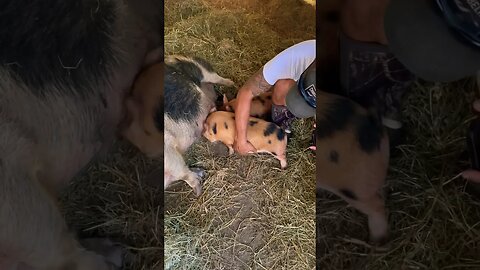 CUDDLE TIME🐷 #pigs #kunekune #farmanimals #farmlife #homestead #foryou #fyp #piggy #land #barn #yt