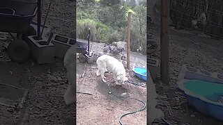 Farm cam. Guinea fowl and maremma pup