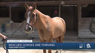 Horses fully recovered after rescue last year in Okeechobee County