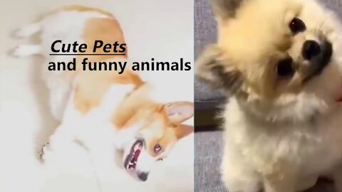 Cute pets and Funny animals Hilarios