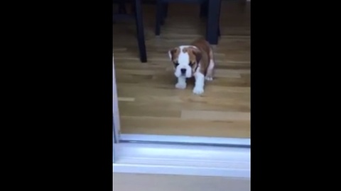Bulldog puppy frustrated by 'big' step