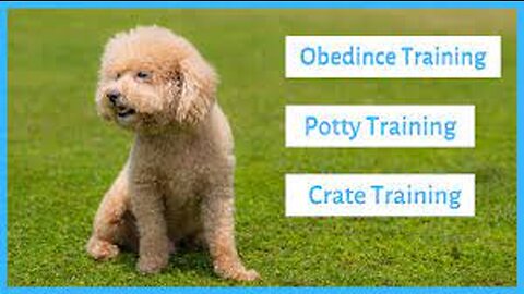 Mastering Poodle Training: Expert Tips for a Well-Behaved Companion 🐩🎓