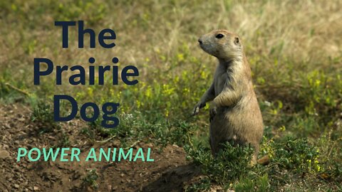 The Prairie Dog Power Animal