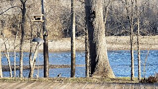 PETE AT THE FEEDER ON THIS BEAUTIFUL MONDAY MORNING