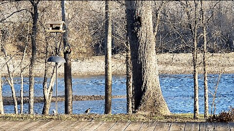 PETE AT THE FEEDER ON THIS BEAUTIFUL MONDAY MORNING