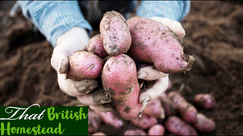 Planting no-dig potatoes and artichokes: allotment gardening