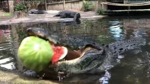 Alligator knuser en diger vannmelon