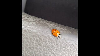 Ladybug (a real ladybug)