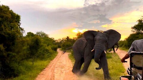 Furious Elephant Charges Safari Guide-Africa