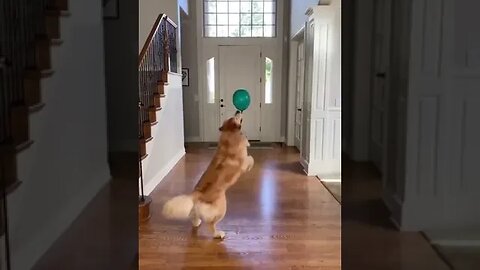 Happy Dog Playing with a Balloon in the House #happydog #doglovers #funnypetvideos