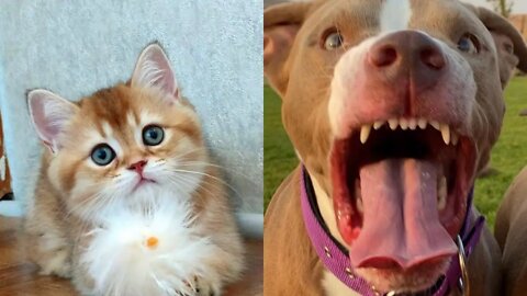 😹🐶😹 Baby Dogs - Cute and Funny Dog & Cat Video 😹🐶😹 (2022) Part - 8