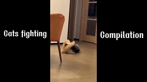 CATS FIGHTING VIDEO COMPILATION
