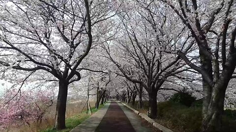 Cherry blossoms were in full bloom along the bike path.