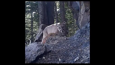 Big cat searching food in forest 🤩#Shorts #ytshorts #UbertainmentFun #Dogs #Animals #Fun