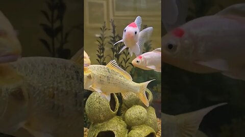 the fishes