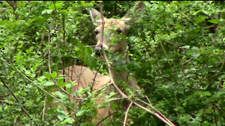 Deer Hiding in Back Yard Watching Over Surprise