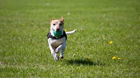 Brain Training For Dogs: Learn How to Train Your Dogs.