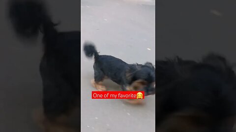 One of my Favorite Pet🐕😁|#shorts #short #viral #dog #dogs #shortvideo #shortsvideo #like #subscribe