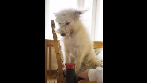 Dog enjoying the air dryer