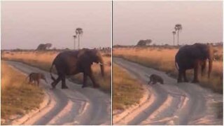 Klumpig elefantunge faller ner i sanden
