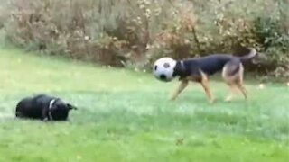 Cão brinca com a cabeça enfiada numa bola de futebol