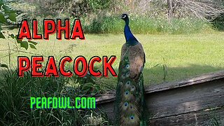 Alpha Peacock, Peacock Minute, peafowl.com