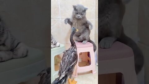 Cats vs Duck TikTok Funny Video 2023