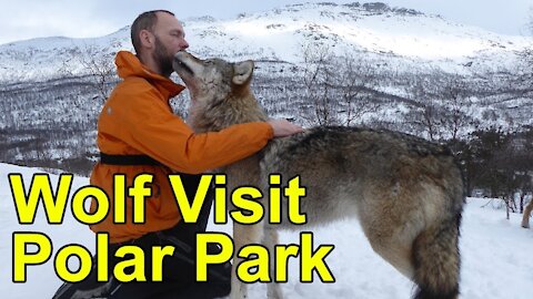 Wolf visit at polar park in norway