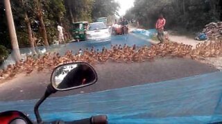 Hundreds of ducks cause traffic in Bangladesh