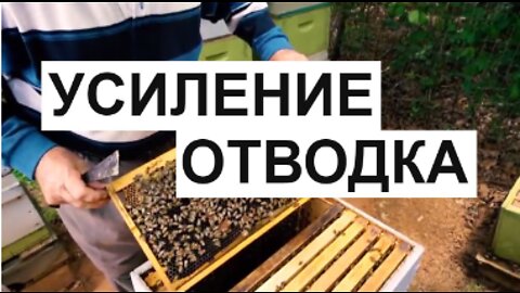 Пасека Apiary #27 Helping layering by sowing when the queen is not fertile Beekeeping Apiary.