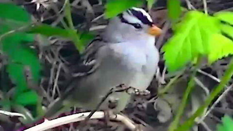 IECV NV #26 - 👀 White Crowned Sparrow & A House Sparrow 4-29-2014